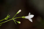 Ouachita bluet